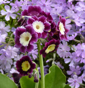 Primula auricula hybrids (9)